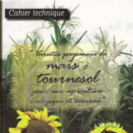 graine et semence Variétés paysannes de maïs et de Tournesol