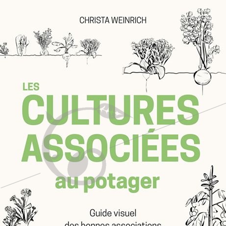 graine et semence Les cultures associées au potager