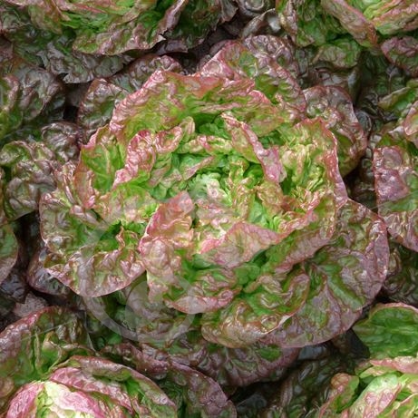graine et semence Laitue pommée merveille des 4 saisons