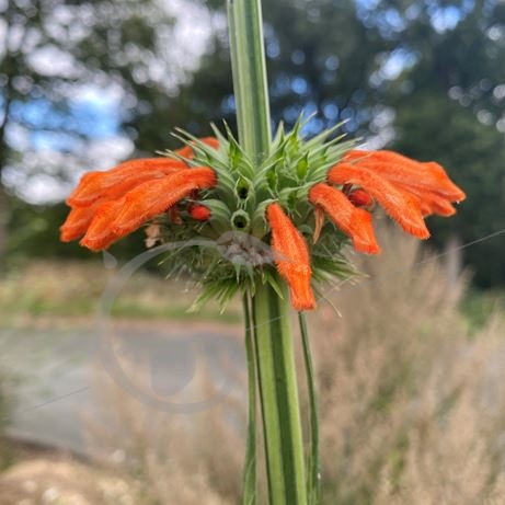 graine et semence Leonotis Queue de lion