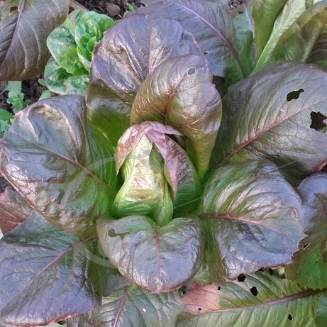 graine et semence Laitue romaine Cévenole