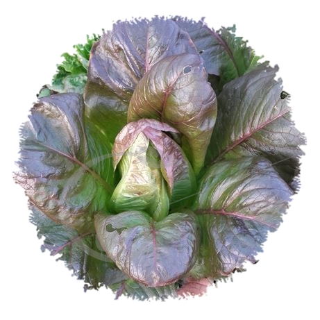 graine et semence Laitue romaine Cévenole