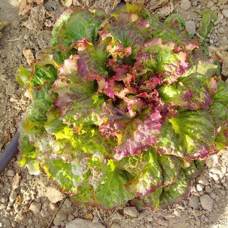 graine et semence Laitue batavia rouge grenobloise