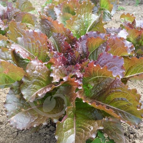 graine et semence Laitue romaine integrata red