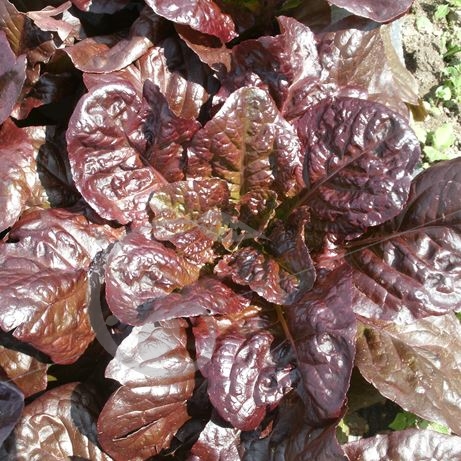graine et semence Laitue romaine rouge d'hiver