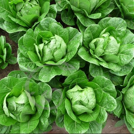 graine et semence Laitue romaine verte maraîchère