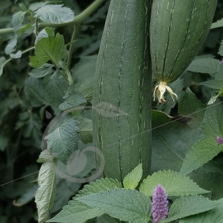 graine et semence Courge éponge Luffa