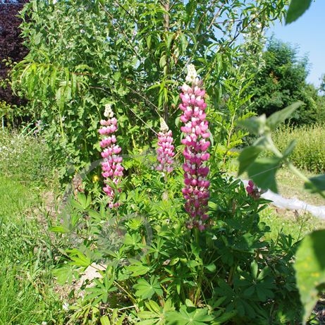 graine et semence Lupin de Russell