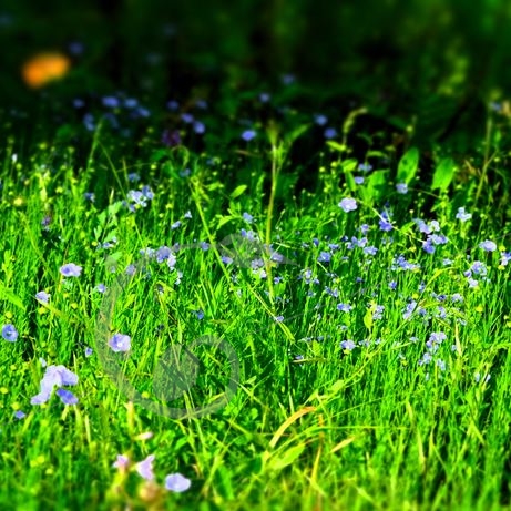 graine et semence Lin vivace bleu