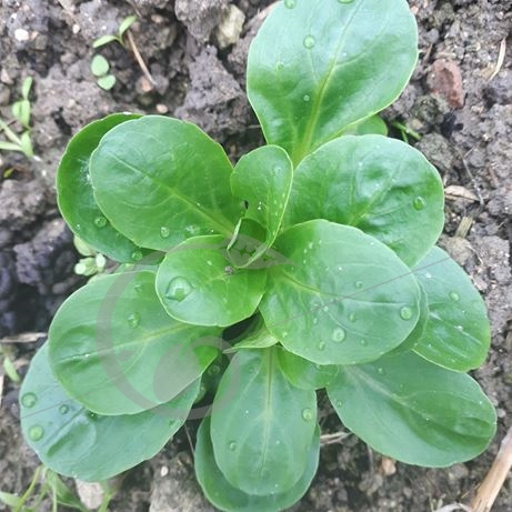 graine et semence Mâche verte à coeur plein