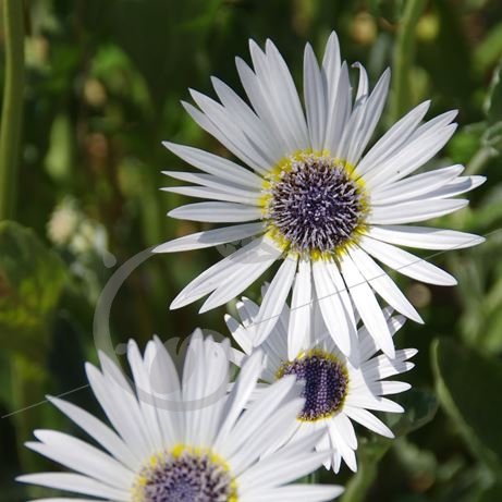 graine et semence Marguerite africaine