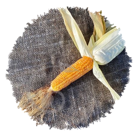 graine et semence Maïs grain à polenta jaune Sponcio