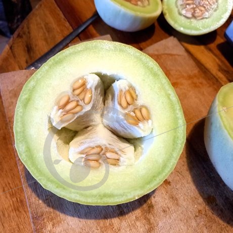 graine et semence Melon d'hiver blanc d'Antibes