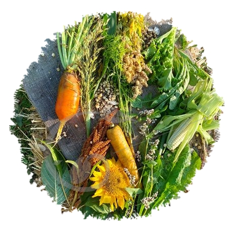 graine et semence Engrais vert annuel Basse-Cour paysanne en mélange