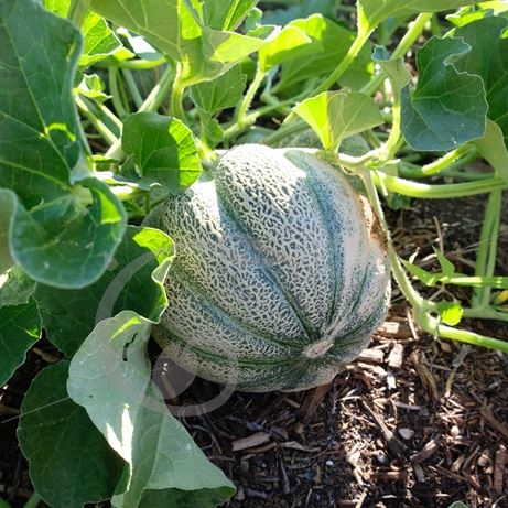 graine et semence Melon brodé Jenny Lind