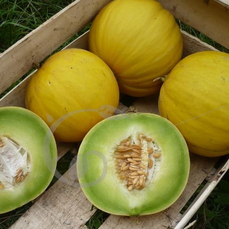 graine et semence Melon d'hiver boule d'or