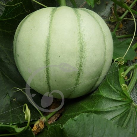 graine et semence Melon cantaloup Charentais