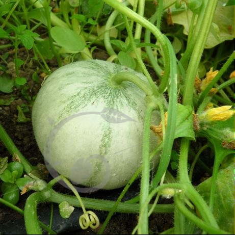 graine et semence Melon cantaloup Diamex