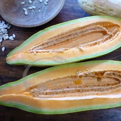 graine et semence Melon Banane