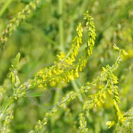 graine et semence Melilot Jaune population