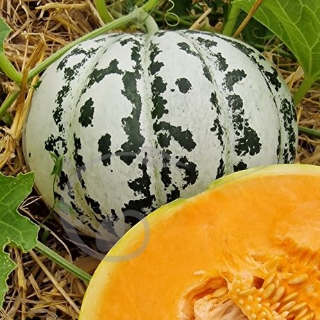 graine et semence Melon cantaloup de Lunéville