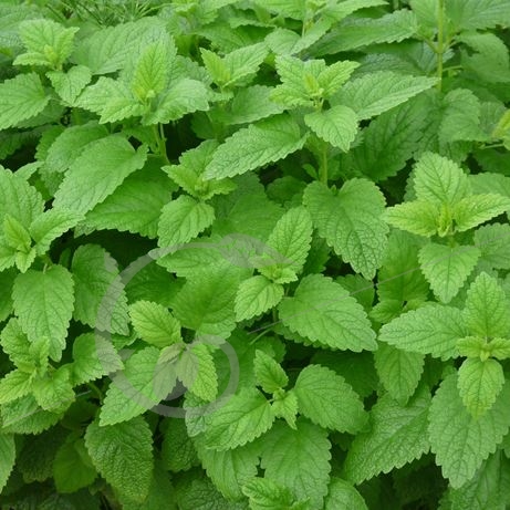 graine et semence Mélisse officinale