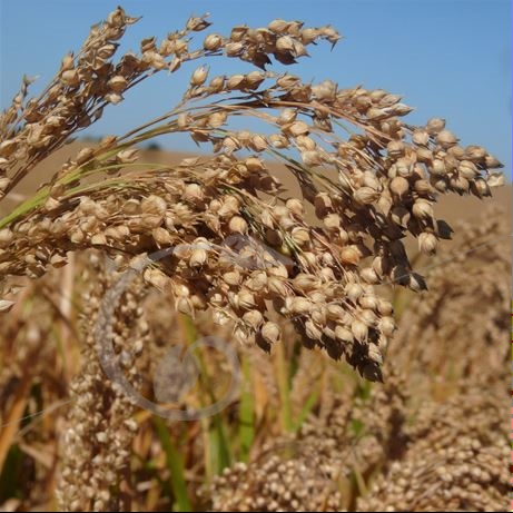 graine et semence Millet commun