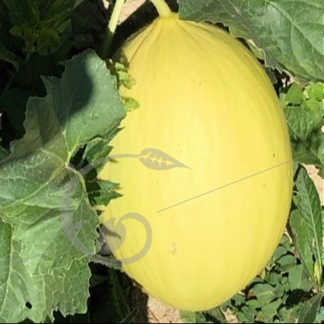 graine et semence Melon d'hiver jaune canari hâtif