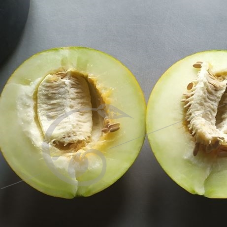 graine et semence Melon Kazakh