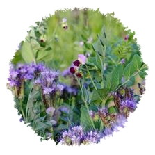 Engrais vert annuel Maraîchage en mélange