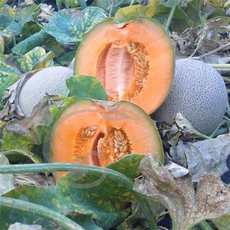graine et semence Melon brodé Minnesota Midget