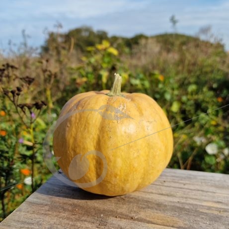 graine et semence Courge musquée Carat mini-muscade de Provence