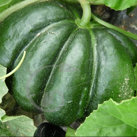 graine et semence Melon cantaloup noir des Carmes