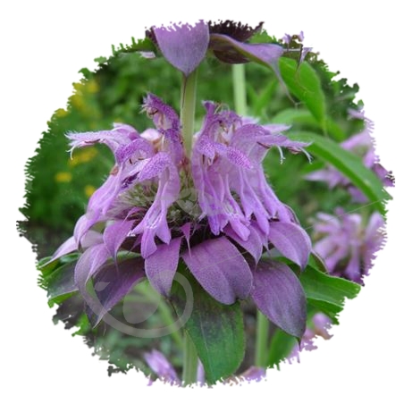 graine et semence Monarde citron