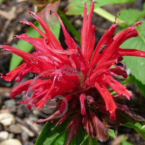 graine et semence Monarde bergamote