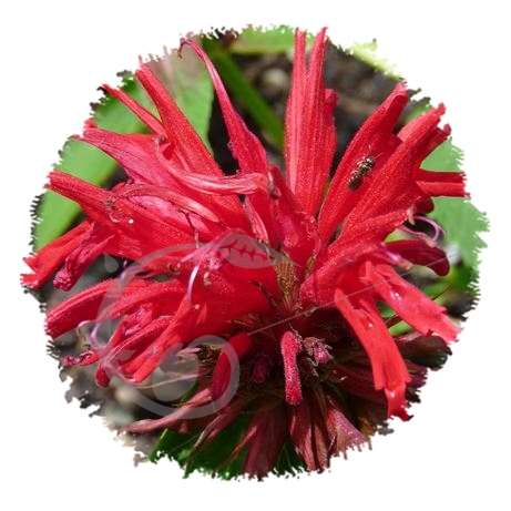 graine et semence Monarde bergamote en mélange