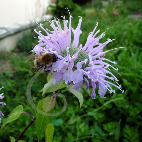graine et semence Monarde stalagmite