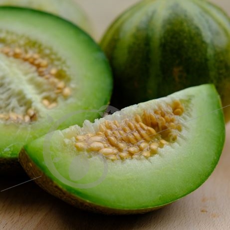 graine et semence Melon Ogen
