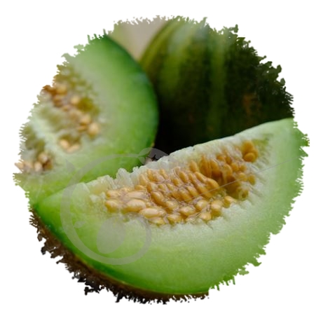 graine et semence Melon Ogen