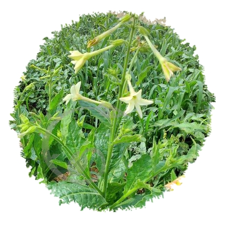 graine et semence Tabac d'ornement Mojito