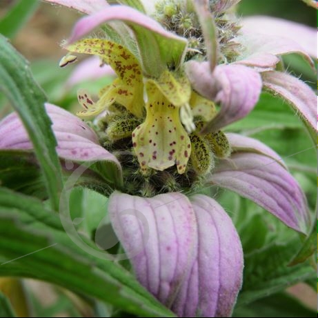 graine et semence Monarde ponctuée