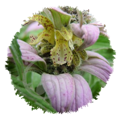 graine et semence Monarde ponctuée