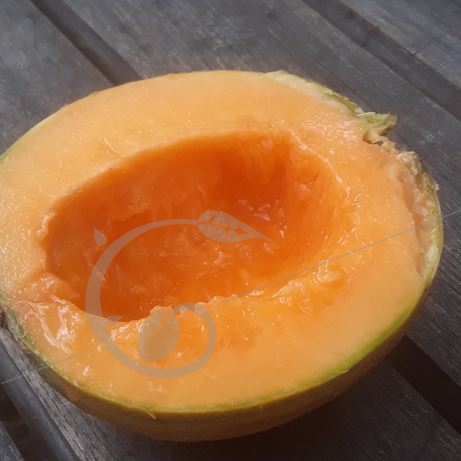 graine et semence Melon cantaloup Orlinabel