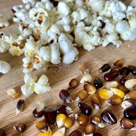 graine et semence Maïs grain à popcorn multicolore Cassiopée