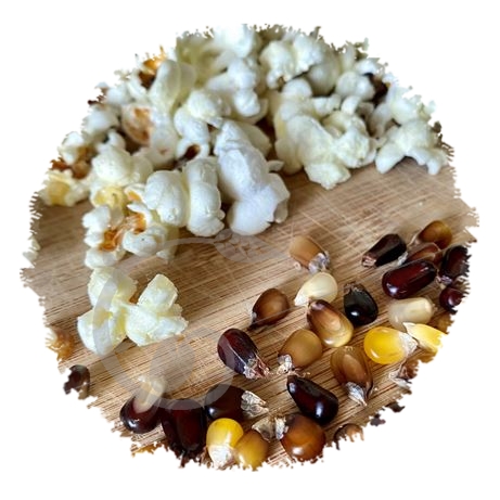 graine et semence Maïs grain à popcorn multicolore Cassiopée