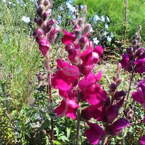 graine et semence Muflier rose