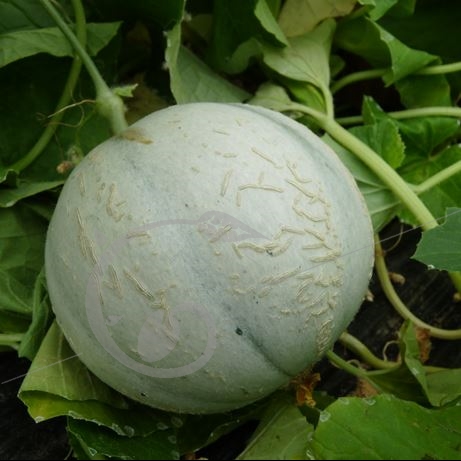 graine et semence Melon cantaloup Védrantais super précoce du Roc