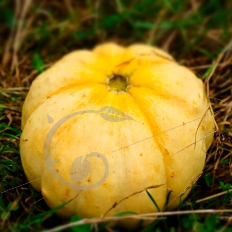 graine et semence Melon précoce vieille France
