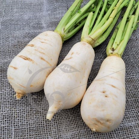 graine et semence Navet blanc des Vertus Marteau