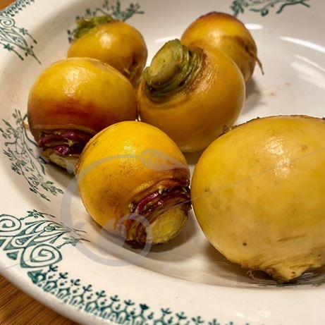 graine et semence Navet jaune boule d'or
